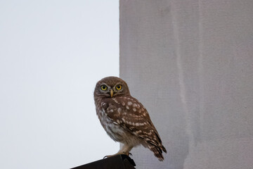 On a summer evening, a Little Owl chick perches on a rooftop near a grey wall, gazing toward the...