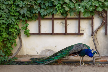 Peacock at Waldstein Garden and baroque Wallenstein Palace in Mala Strana district in Prague, Czechia