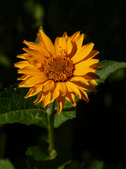 Golden Yellow Heliopsis Sunflower Blooming in Sunlight