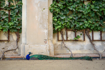 Peacock at Waldstein Garden and baroque Wallenstein Palace in Mala Strana district in Prague,...