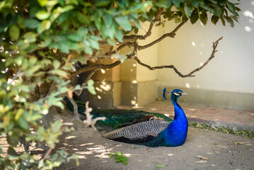 Peacock at Waldstein Garden and baroque Wallenstein Palace in Mala Strana district in Prague,...