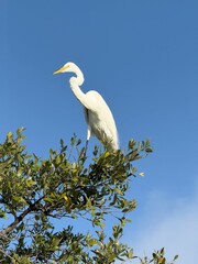 Egret neck scrunched on tree top