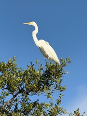 Great white egret on tree top