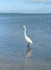 White egret wading in water