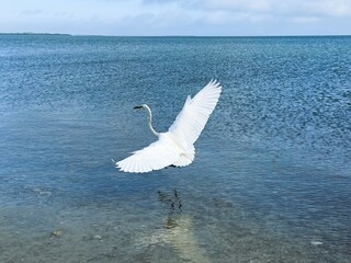 Egret spreading its wings