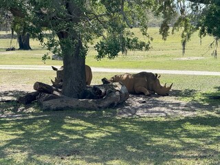 Rhinos under a tree resting