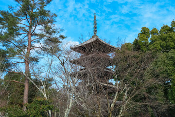 Majestic five-story wooden pagoda of Ninna-ji Temple rises tall amidst bare winter trees and evergreens, a striking example of classic Japanese Buddhist architecture against a soft blue sky in Kyoto.