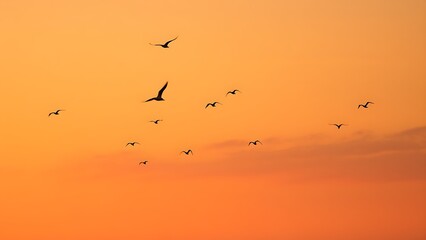 Fototapeta premium Peaceful sunset sky with flying birds and warm tones, evoking hope and tranquility.