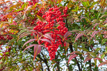 A vibrant cluster of bright red berries from a Nandina domestica, or Heavenly Bamboo, hangs amidst its colorful leaves, adding a splash of brilliant color to a Japanese garden scene in late autumn.