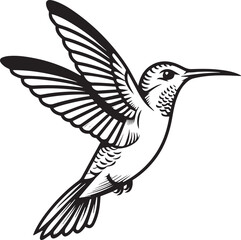 Hummingbird flying drawing vector illustration bird animal design art