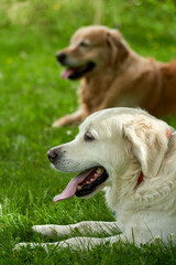 "Content Golden Retriever and Loyal Companion Relaxing in Sunlit Meadow"