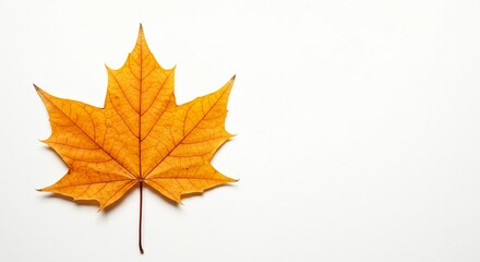 Fototapeta premium A single, vibrant, orange maple leaf rests against a plain white background.