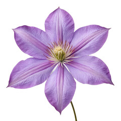 Purple clematis flower isolated on transparent background with vivid petals and natural floral detail
