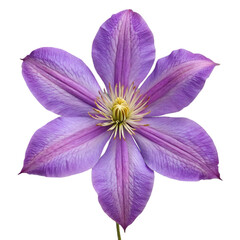 Purple clematis flower isolated on transparent background with vivid petals and natural floral detail
