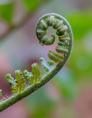 Ultra 4K macro fern fronds unfurling with morning dew sparkle