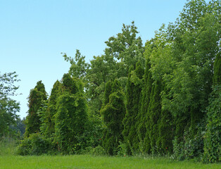 Diverse Trees under Blue Sky: Natural Green Foliage and Woodland Border