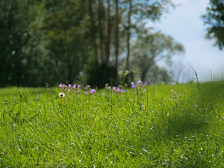 Vibrant Green Meadow with Wildflowers and Dandelion in Bright Sunlight - Nature Landscape