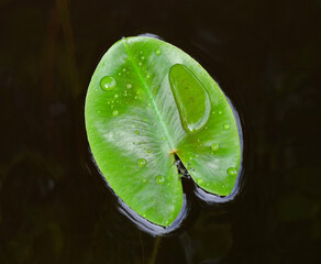 Top view of a Green Lily Pad Floating on Water with Clear Water Droplets on its Surface.