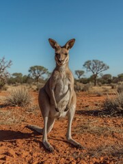 Fototapeta premium Kangaroo in Australian Outback, with a serene expression on a clear blue day, looking into the camera.
