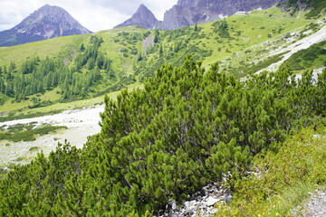 The mountain pine (Pinus mugo) is a diverse plant species in the pine genus (Pinus) within the pine...