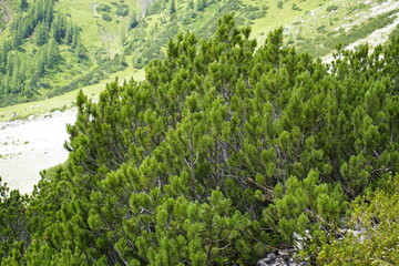The mountain pine (Pinus mugo) is a diverse plant species in the pine genus (Pinus) within the pine...