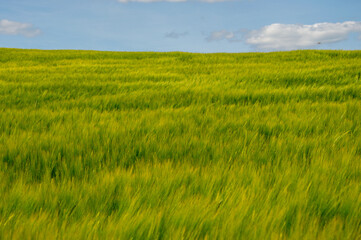 Expansive fields of barley sway in the breeze, illuminated by sunlight, with a backdrop of fluffy...