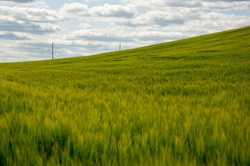 Lush green barley crops thrive in an expansive field, gently swaying in the breeze under a bright...