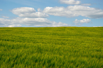 Obraz premium Lush green barley sways gently in the breeze beneath a vibrant blue sky filled with fluffy white clouds, showcasing a picturesque landscape