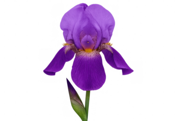 Purple iris flower blooming on its stem with transparent background, ideal for design projects