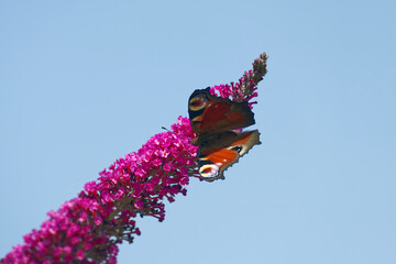 European peacock butterfly (Aglais io) perched on summer lilac in Zurich, Switzerland