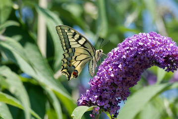 Old World Swallowtail or common yellow swallowtail (Papilio machaon) sitting on summer lilac in Zurich, Switzerland