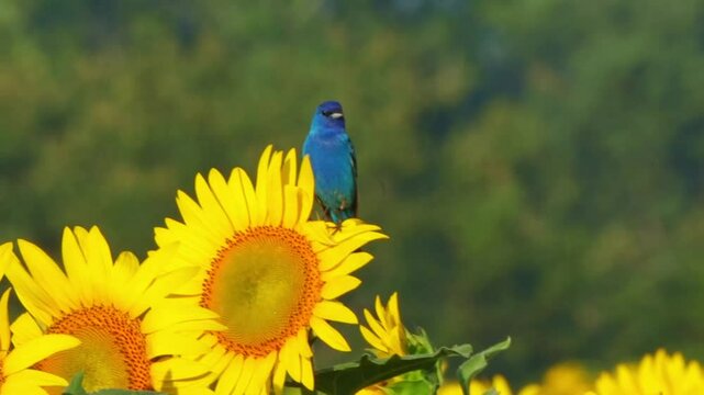Indigo bunting deep blue bird perched on sunflower against blurry background on sunny day. 