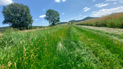Lush green meadow under a clear blue sky with serene trees and distant hills in daytime