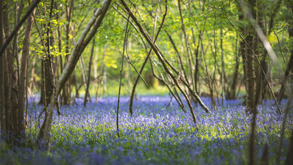 A mesmerizing forest floor covered in a vibrant blanket of blooming bluebell flowers.