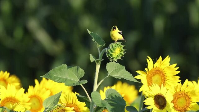 Goldfinch yellow bird perched on sunflower against blurry background. 