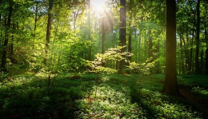 soft sunlight filters layered emerald leaves casting dappled shadows forest floor wispy strands escaping illuminate
