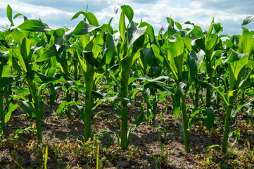 Corn plants grow tall in a lush field, reaching for the sunlight beneath a blue sky filled with...