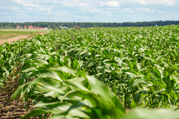 Tall, healthy corn plants flourish across the field, revealing rows of greenery under bright sunshine and a scenic background
