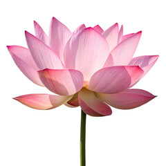Pink lotus flower isolated on transparent background ideal for spiritual art decor and floral product visuals
