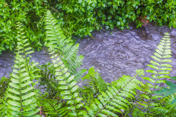 fern in the forest
