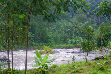 river in the forest