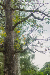 Kapok tree on a rainy day in the forest	