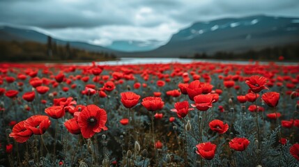 Poppy field in full bloom below mountains and a lake under an overcast, dramatic sky