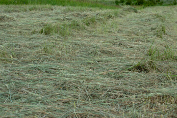 Workers are gathering cut hay in a sunny field, showcasing rural agricultural practices and the...