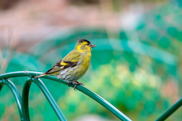 The siskin is a species of songbird from the finch family, order Passeriformes.