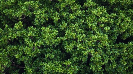 Green mangrove trees seen from above. Natural scene in the Amazon River/Rainforest of South America.
