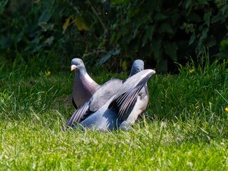 Two Pigeons fighting involving lunging, wing flapping, and pecking. Wood pigeon.