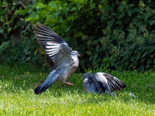 Two Pigeons fighting involving lunging, wing flapping, and pecking. Wood pigeon.