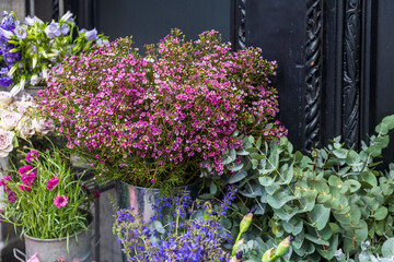 A Lush Display of Pink Waxflowers and Greenery.