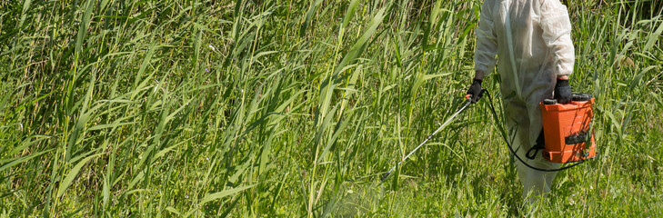 A man in a protective suit processes reeds using a poison sprayer. Weed killer. Destruction of...